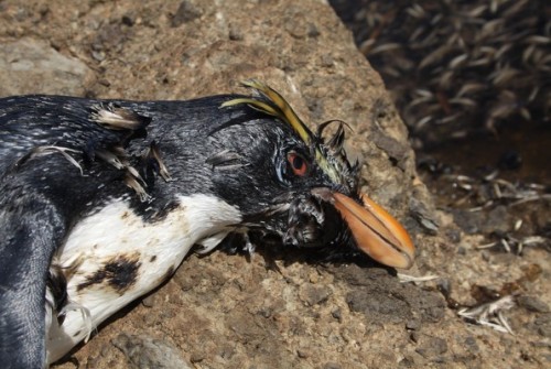 Dead oiled Rockhopper penguin at Nightingale Islands. Photo by Andrew Evans