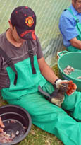 Feeding oiled penguins at Tristan. Photo by Katrine Herian