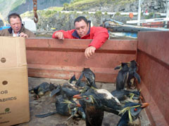 Oiled and ailing Rockhopper penguins in truck. Photo by Katrine Herian, RSPB
