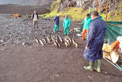 Release of 25 Rockhopper penguins on May 21st. Photo by Marina Burns 